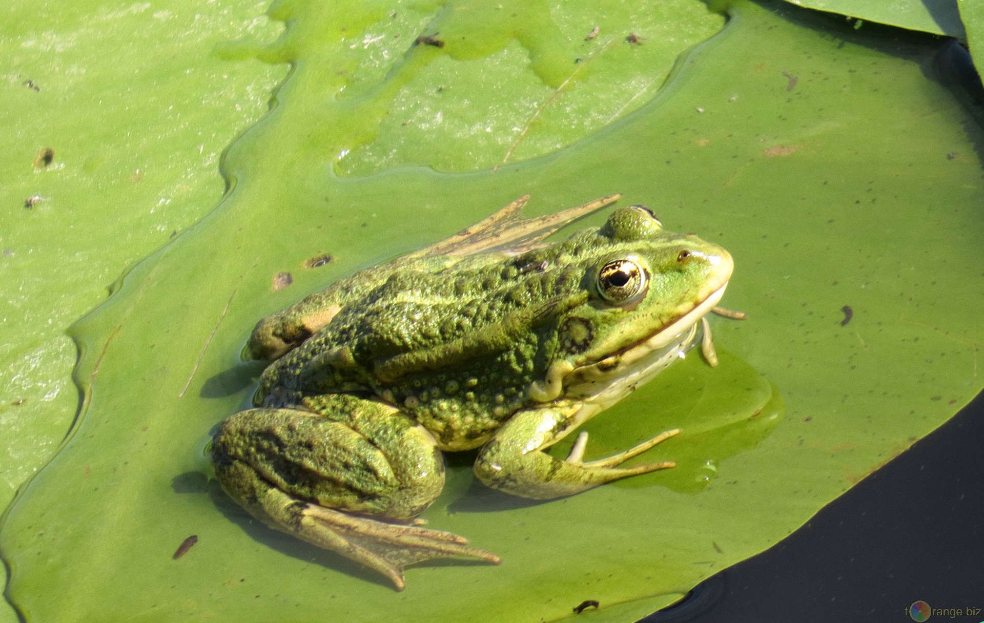 Grenouille, formule Shegan Mahuang Tang